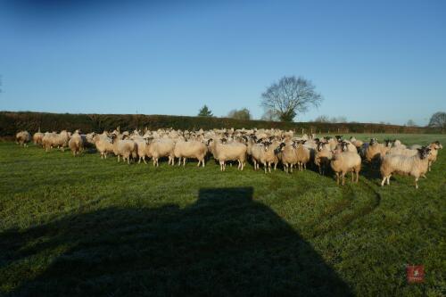 100 IN LAMB NORTH COUNTRY MULES