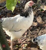 3 LIGHT SUSSEX PULLETS BIDS PER LIFE