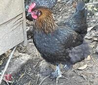 3 COPPER MARANS PULLETS BIDS PER LIFE