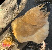 3 BUFF SUSSEX PULLETS BIDS PER LIFE