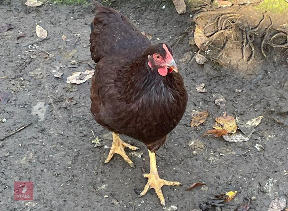 3 RHODE ISLAND RED PULLETS BIDS PER LIFE