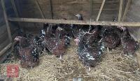 3 SPECKLED SUSSEX PULLETS BIDS PER LIFE