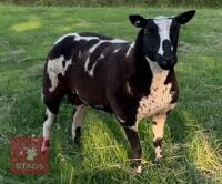 2YO PEDIGREE DUTCH SPOTTED EWE