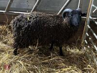 PEDIGREE BLACK SHETLAND RAM LAMB