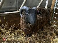 PEDIGREE BLACK SHETLAND RAM LAMB - 2