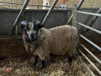 PEDIGREE GREY SHETLAND RAM LAMB