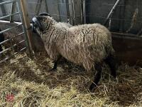 PEDIGREE GREY SHETLAND RAM LAMB - 2