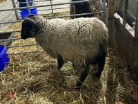 PEDIGREE GREY SHETLAND RAM LAMB - 3