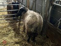 PEDIGREE GREY SHETLAND RAM LAMB - 4