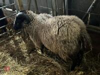 PEDIGREE GREY SHETLAND RAM LAMB - 5