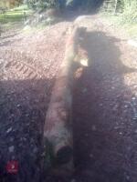 OAK & ASH TREE TRUNK - 3