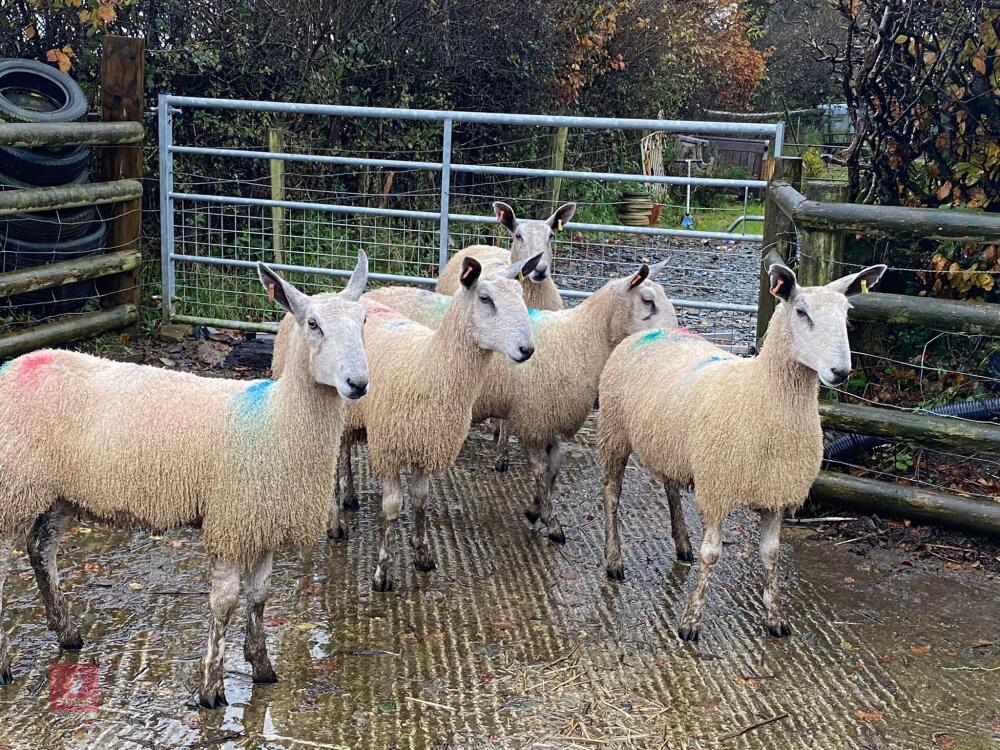 5 BFL EWES BIDS PER LIFE