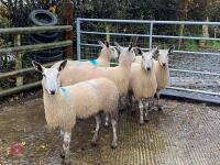 5 BFL EWES BIDS PER LIFE - 2