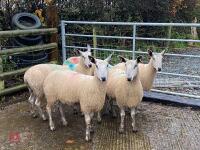 5 BFL EWES BIDS PER LIFE - 4