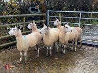 5 BFL EWES BIDS PER LIFE - 5