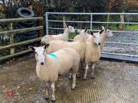 5 BFL EWES BIDS PER LIFE - 6