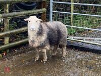 4T HERDWICK EWE