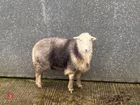 4T HERDWICK EWE - 2