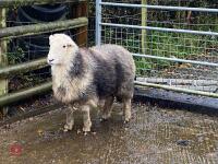 4T HERDWICK EWE - 3