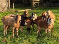 7 ANGALO NUBIAN GOATS BIDS PER LIFE