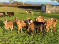 7 ANGALO NUBIAN GOATS BIDS PER LIFE - 2