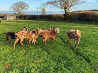 7 ANGALO NUBIAN GOATS BIDS PER LIFE - 3