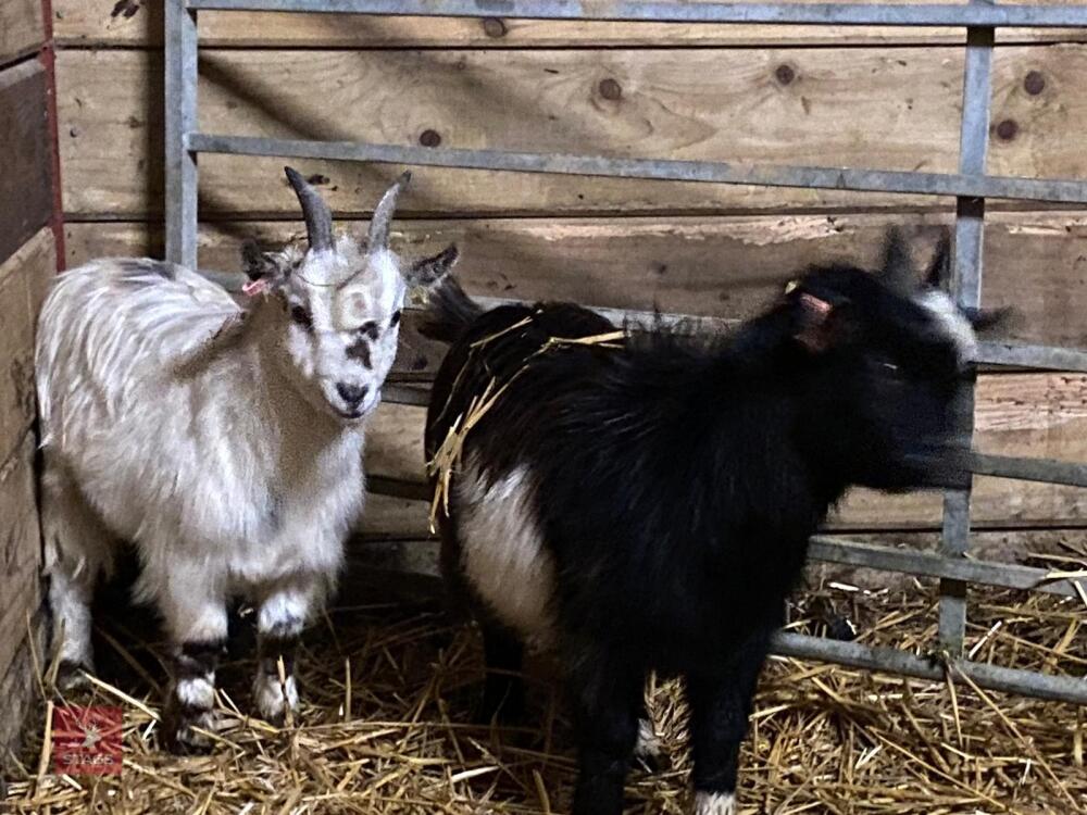 2 WETHER PYGMY GOAT KIDS BIDS PER LIFE