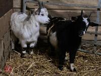 2 WETHER PYGMY GOAT KIDS BIDS PER LIFE - 2