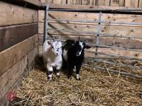 2 WETHER PYGMY GOAT KIDS BIDS PER LIFE - 3