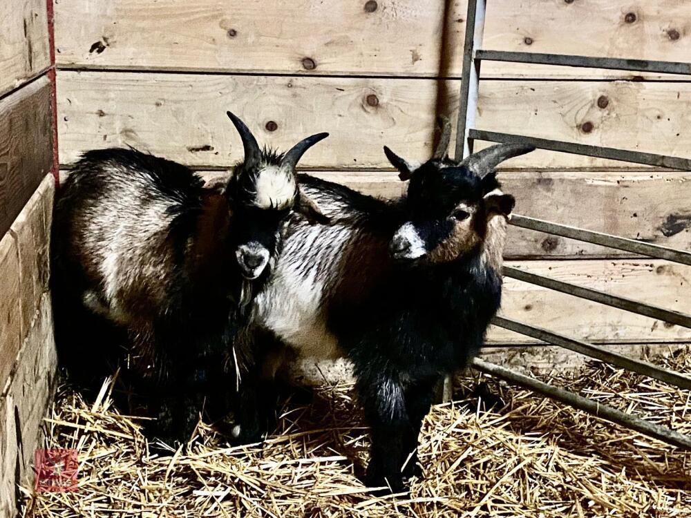 2 WETHER PYGMY GOAT KIDS BIDS PER LIFE