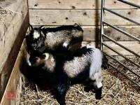 2 WETHER PYGMY GOAT KIDS BIDS PER LIFE - 2