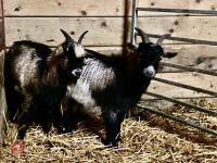 2 WETHER PYGMY GOAT KIDS BIDS PER LIFE - 3