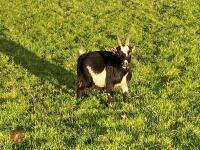 3 PYGMY NANNIE GOATS BIDS PER LIFE - 2