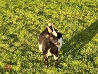 3 PYGMY NANNIE GOATS BIDS PER LIFE - 4