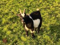 3 PYGMY NANNIE GOATS BIDS PER LIFE - 8