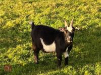 3 PYGMY NANNIE GOATS BIDS PER LIFE - 13