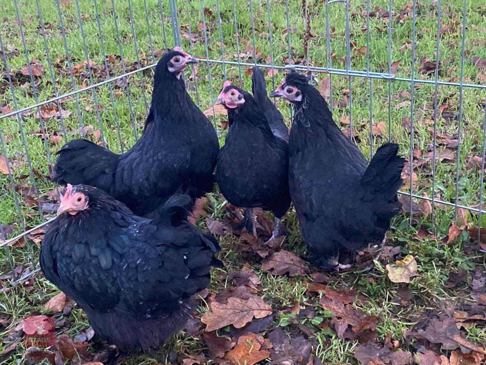 4 PERKIN X BANTAM HENS BIDS PER LIFE