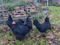 4 PERKIN X BANTAM HENS BIDS PER LIFE - 2