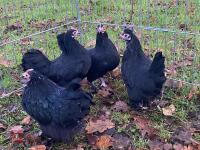 4 PERKIN X BANTAM HENS BIDS PER LIFE - 3