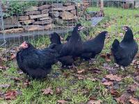 4 PERKIN X BANTAM HENS BIDS PER LIFE - 4