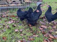 4 PERKIN X BANTAM HENS BIDS PER LIFE - 5