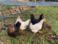 4 PERKIN X BANTAM HENS BIDS PER LIFE