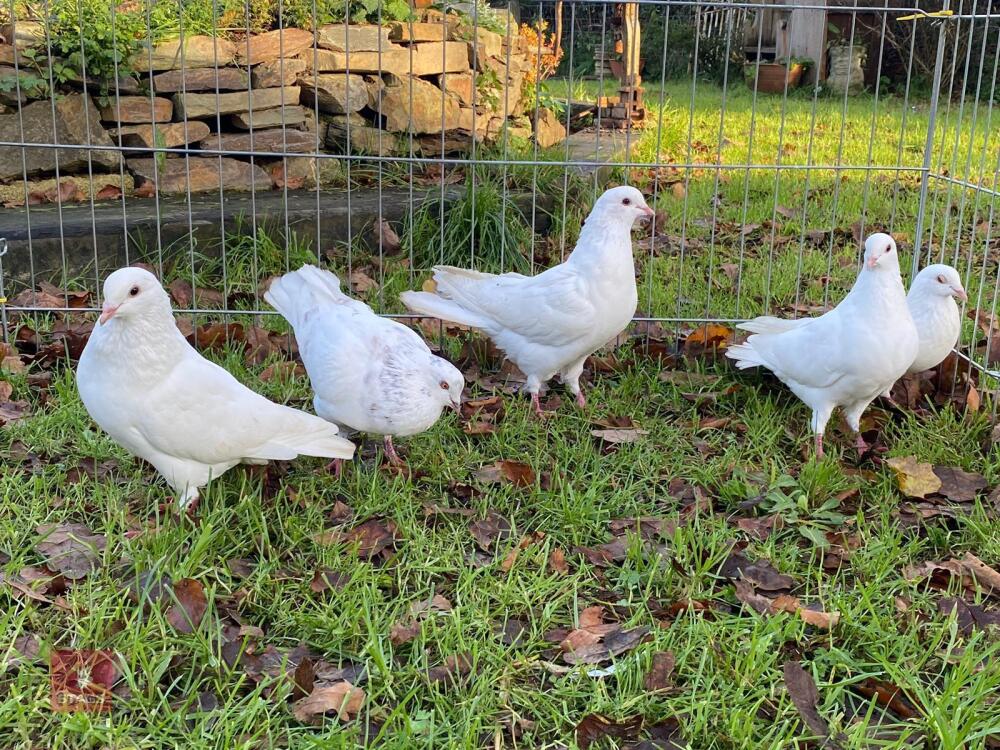 5 WHITE GARDEN DOVES BIDS PER LIFE