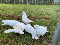 5 WHITE GARDEN DOVES BIDS PER LIFE - 2