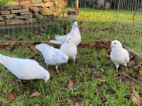 5 WHITE GARDEN DOVES BIDS PER LIFE - 3