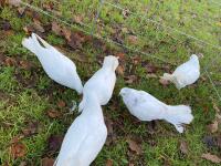 5 WHITE GARDEN DOVES BIDS PER LIFE - 4