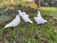 5 WHITE GARDEN DOVES BIDS PER LIFE - 5