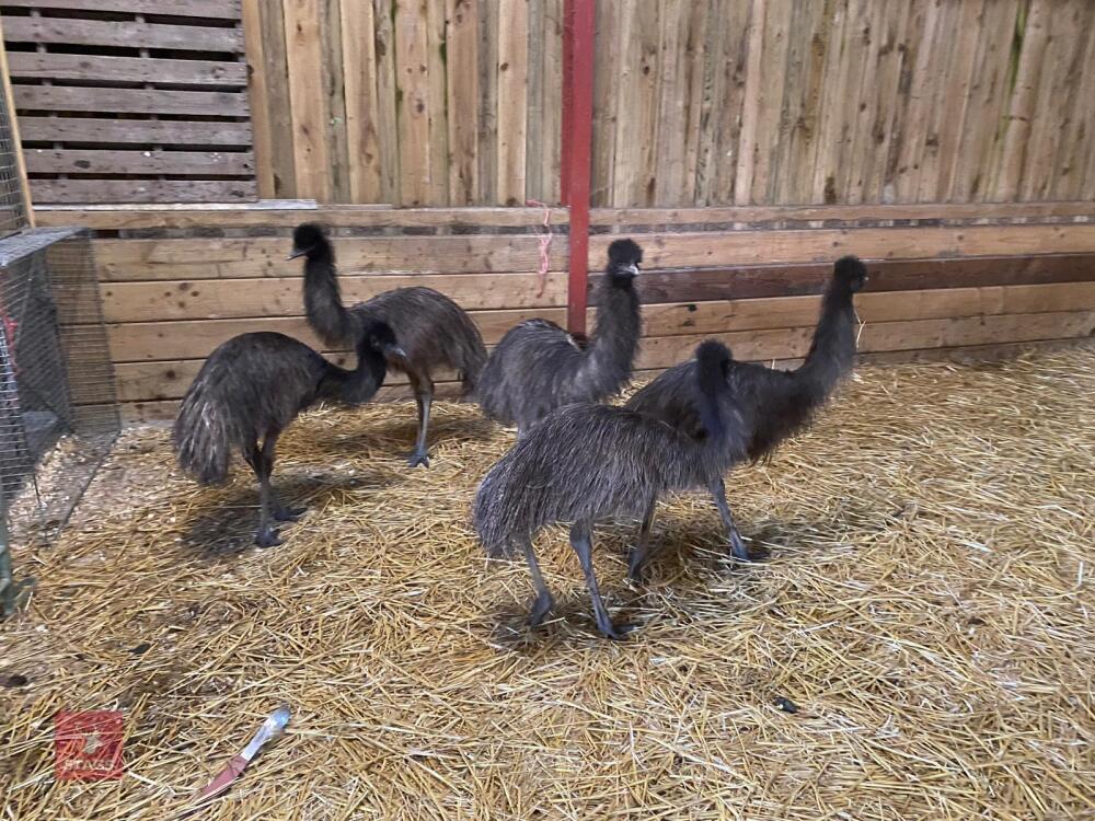 5 X 7MO EMUS BIDS PER LIFE