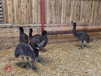 5 X 7MO EMUS BIDS PER LIFE - 2