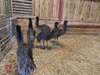 5 X 7MO EMUS BIDS PER LIFE - 3